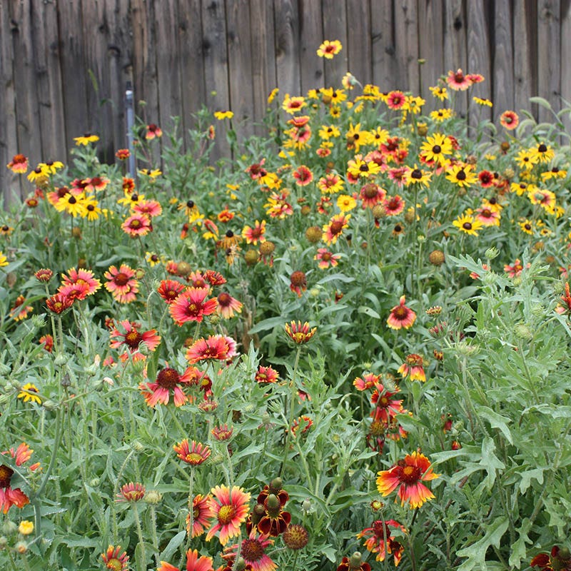 Perennial Curb Appeal Wildflower Seed Mix - Image 2