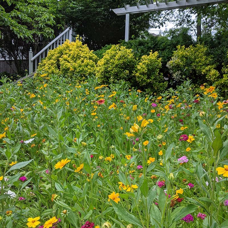 Perennial Curb Appeal Wildflower Seed Mix - Image 3