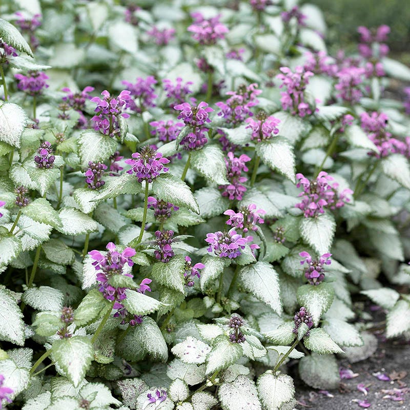 Dappled Shade Tapestry Lawn Plant Collection - Image 3