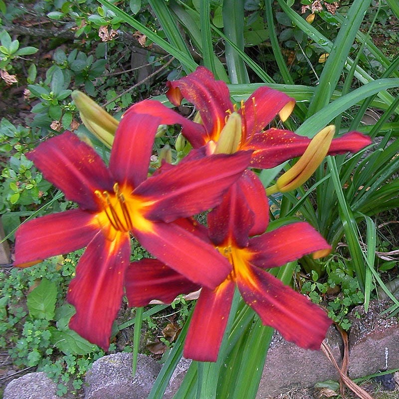 Crimson Pirate Daylily - Image 4
