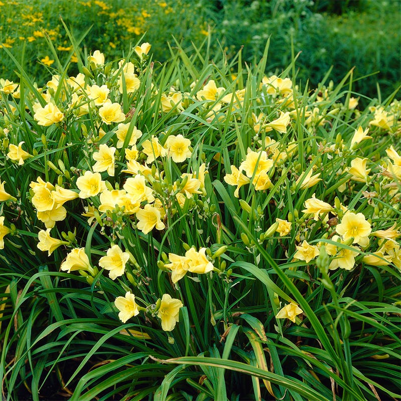 Fragrant Returns Daylily - Image 2