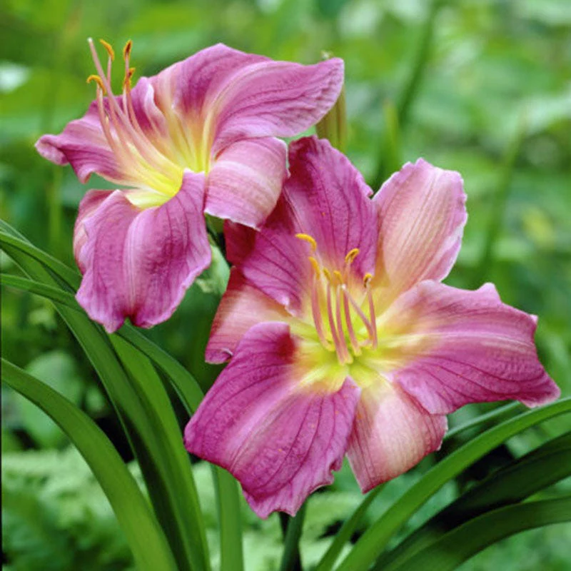 Prairie Blue Eyes Daylily - Image 2