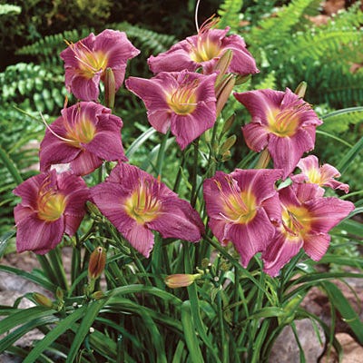 Prairie Blue Eyes Daylily - Image 3