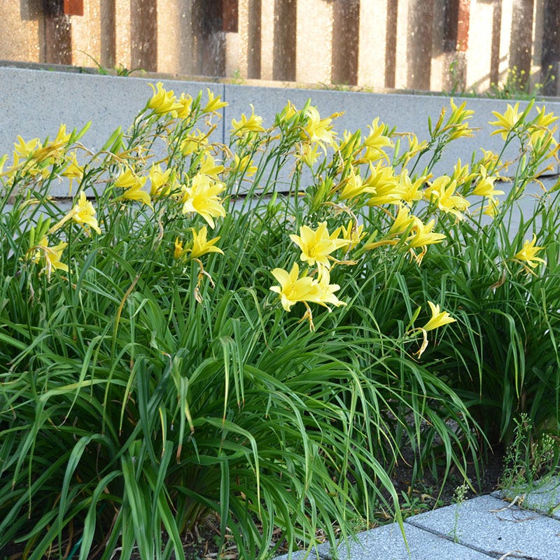Hyperion Reblooming Daylily - Image 2