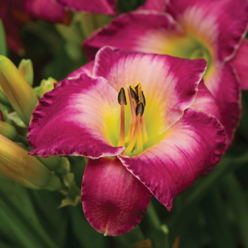 Moroccan Sunrise Reblooming Daylily - Image 2