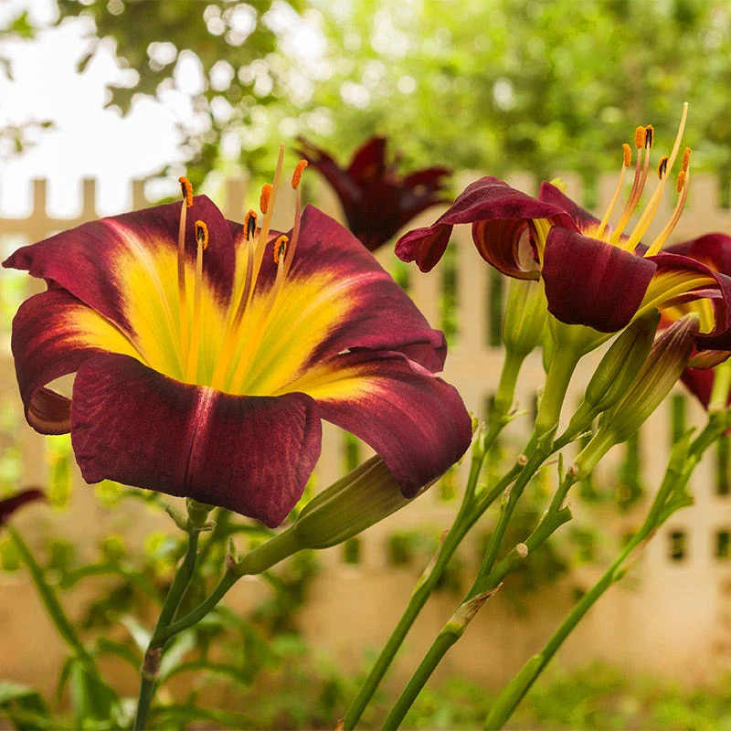 Night Beacon Reblooming Daylily - Image 3