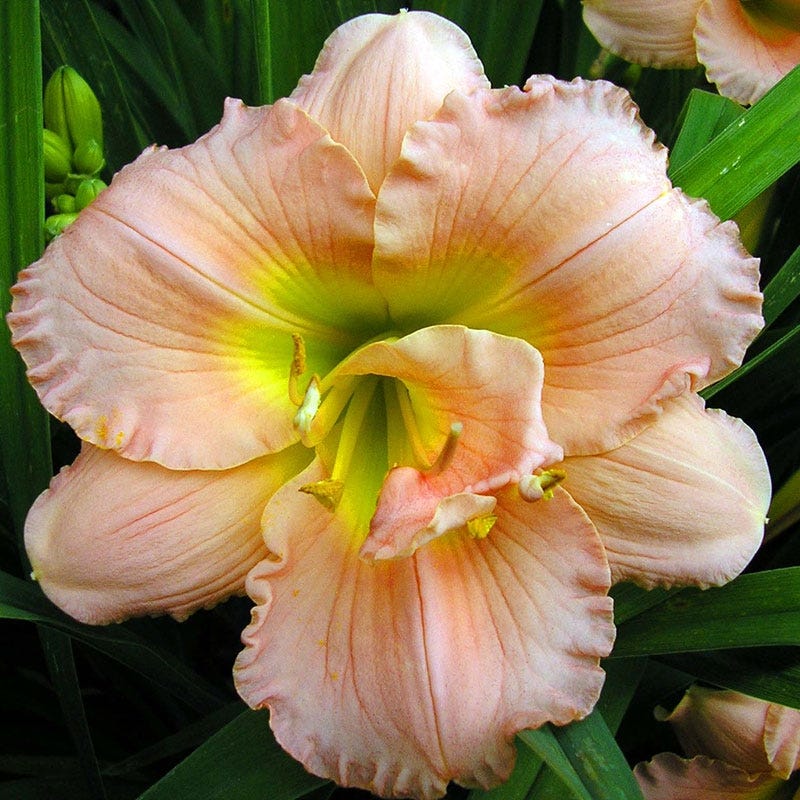 Siloam Double Classic Daylily - Image 2