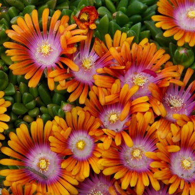 Fire Spinner® Ice Plant - Image 4