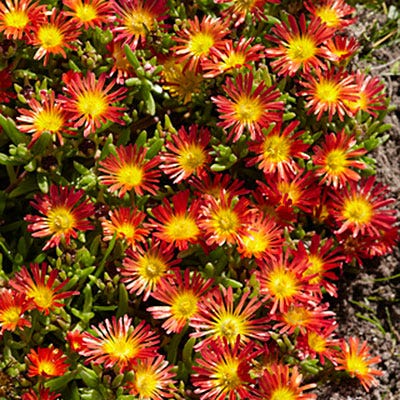 Fire Wonder Ice Plant - Image 2