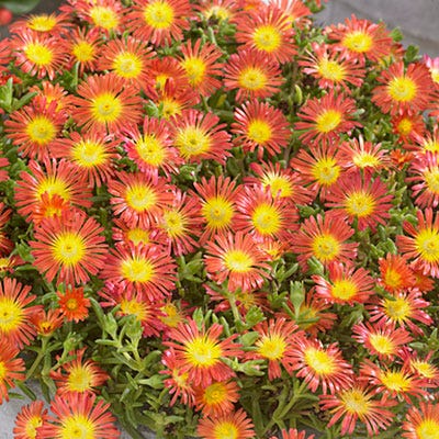 Fire Wonder Ice Plant - Image 3