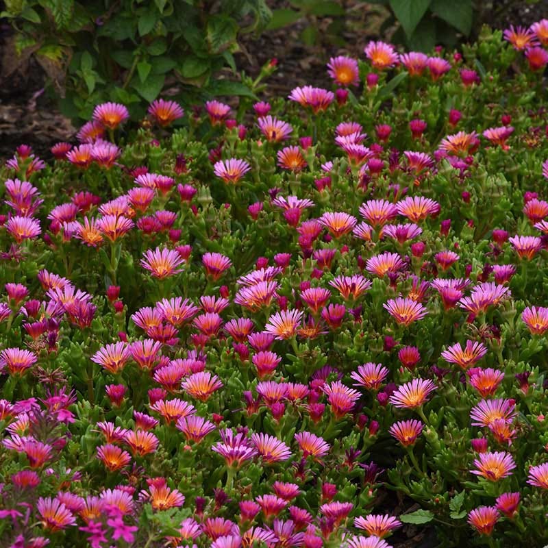 Ocean Sunset™ Orange Glow Ice Plant - Image 2