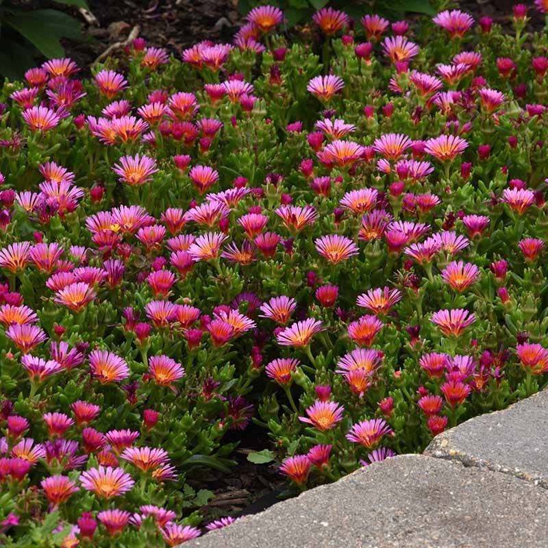 Ocean Sunset™ Orange Glow Ice Plant - Image 3