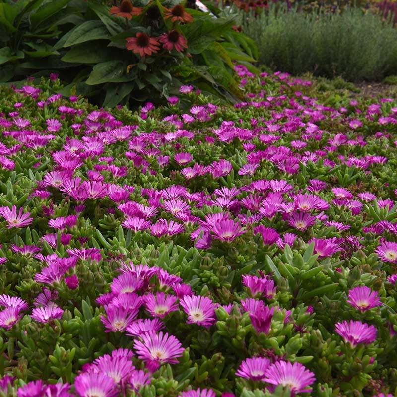 Ocean Sunset™ Violet Flare Ice Plant - Image 2
