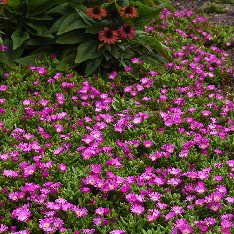 Ocean Sunset™ Violet Flare Ice Plant - Image 3