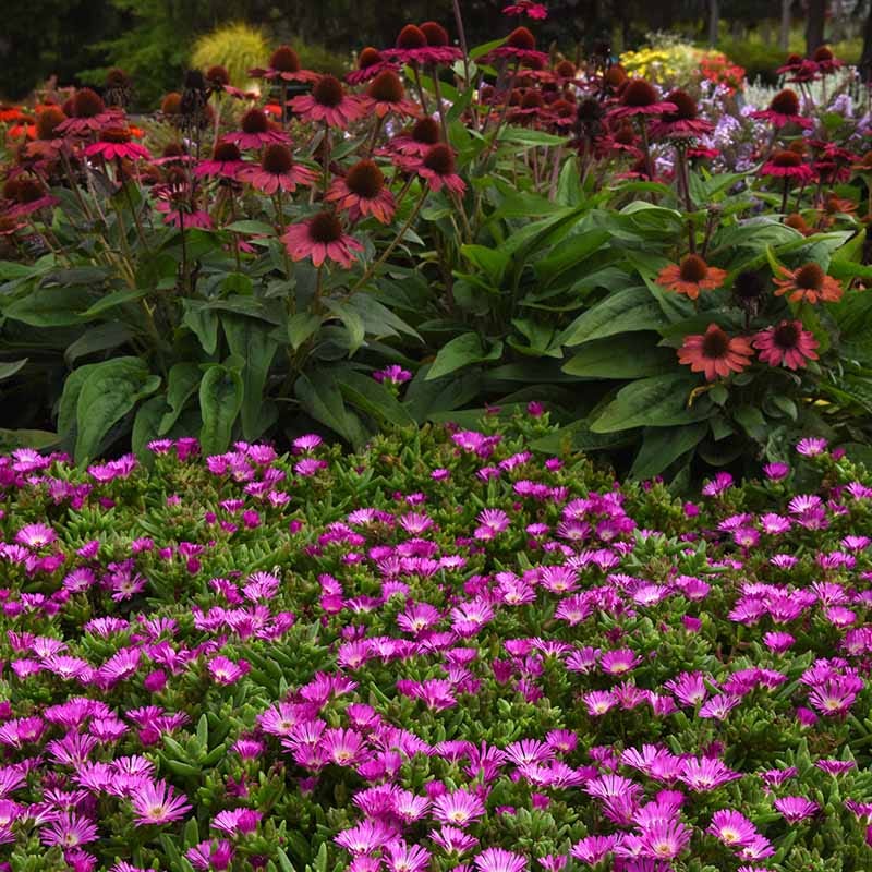 Ocean Sunset™ Violet Flare Ice Plant - Image 4