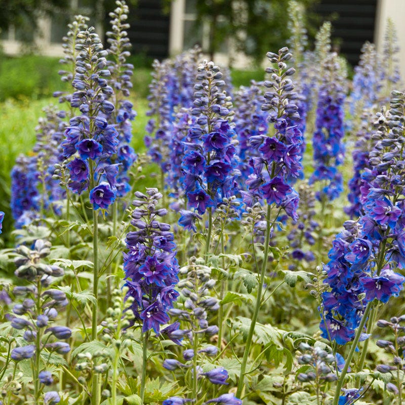 Guardian Blue Delphinium - Image 2