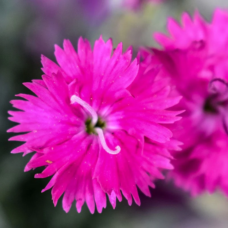 Firewitch Dianthus - Image 2
