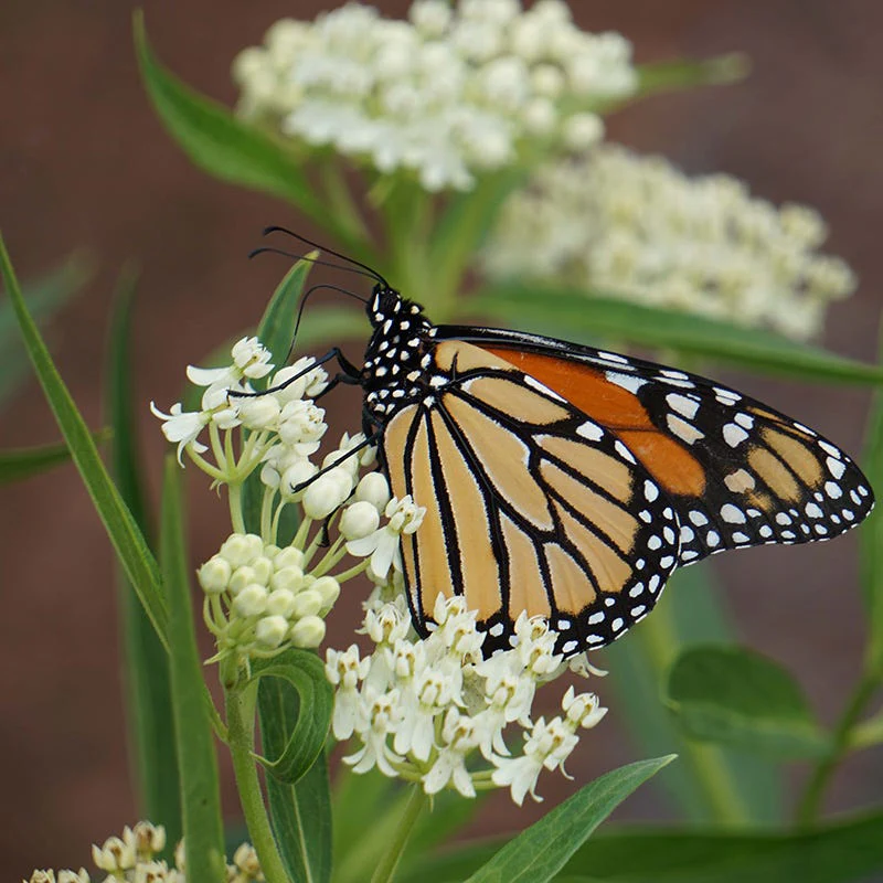 Earth Day Native Plant Collection - Image 3