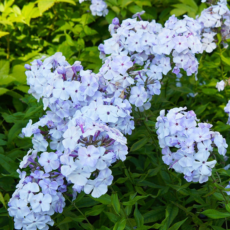 Earth Day Native Plant Collection - Image 4