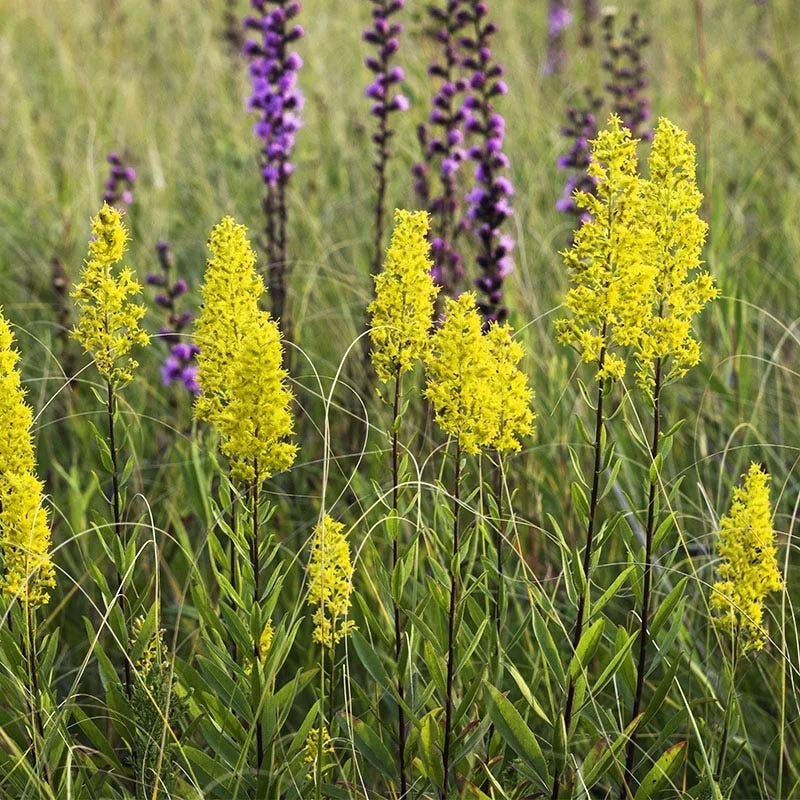 Eastern Monarch Refuge Plant Collection - Image 4