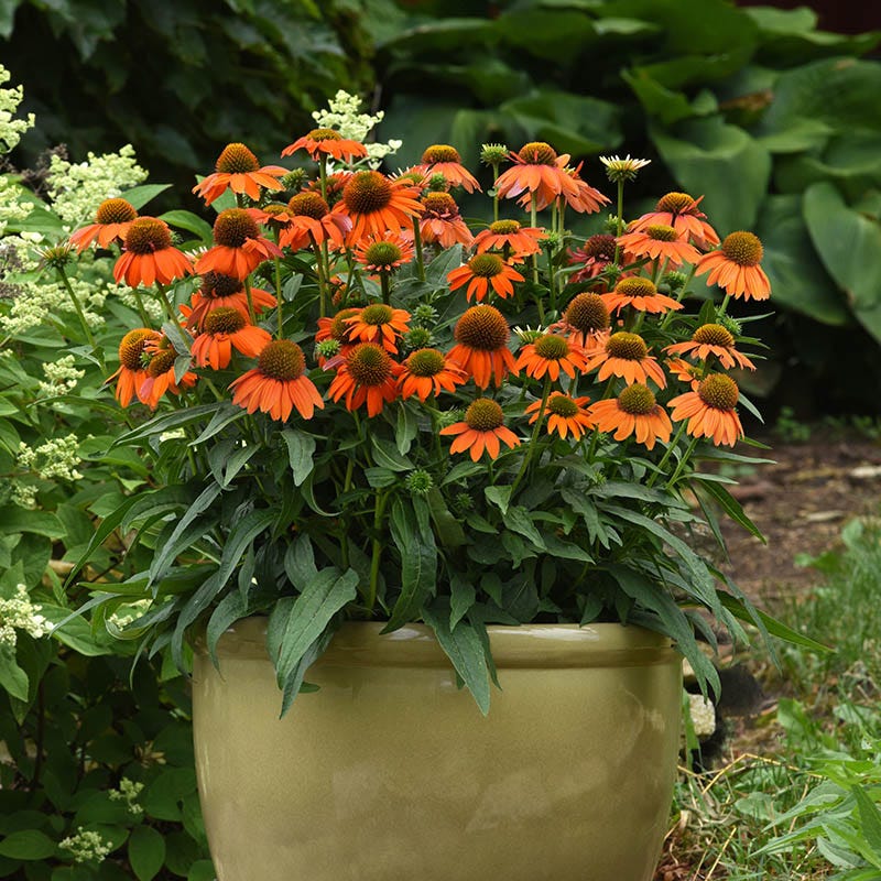 Artisan™ Soft Orange Echinacea - Image 2