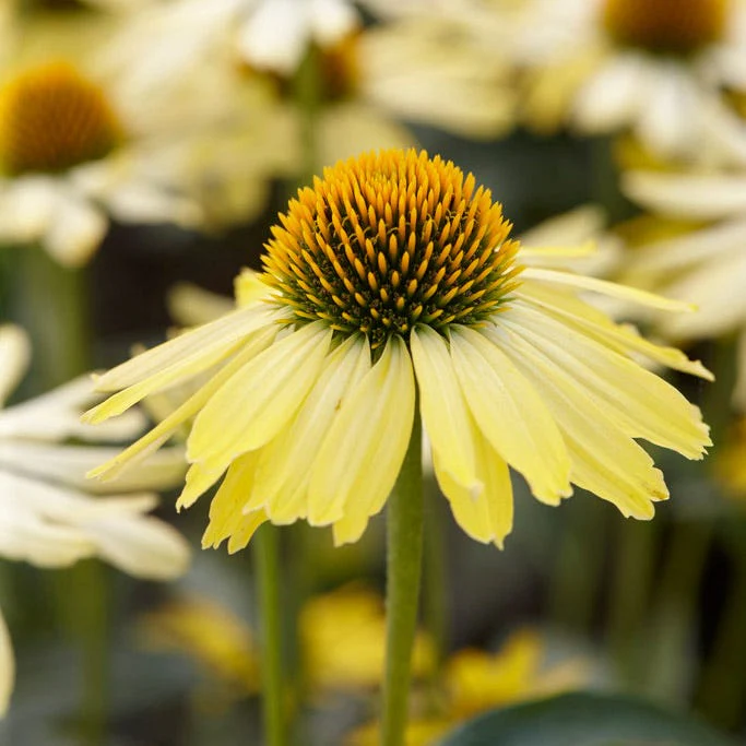 Butterfly™ Cleopatra Echinacea - Image 3