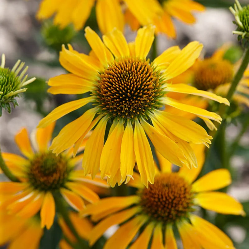 Butterfly™ Golden Skipper Echinacea - Image 3