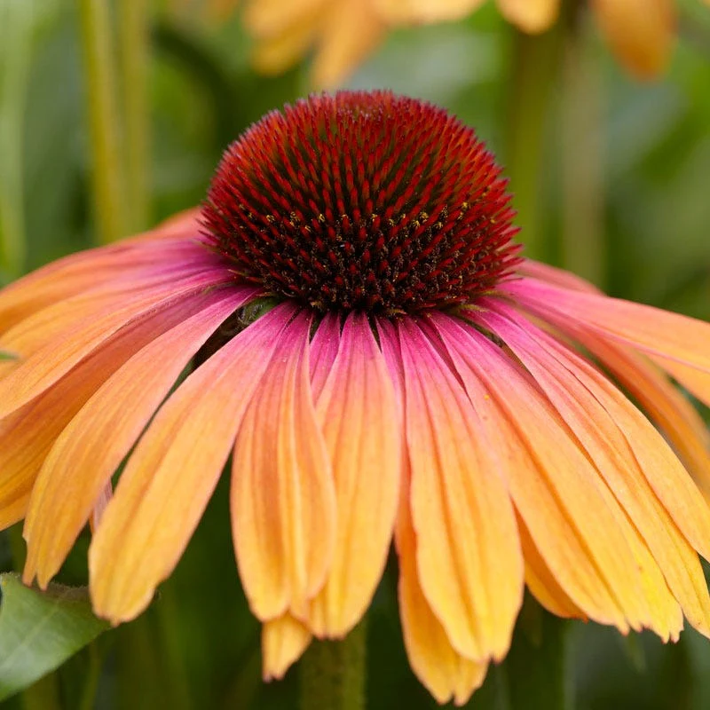 Rainbow Marcella Echinacea - Image 3