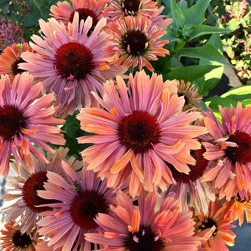 FRESCO® Apricot Echinacea - Image 2