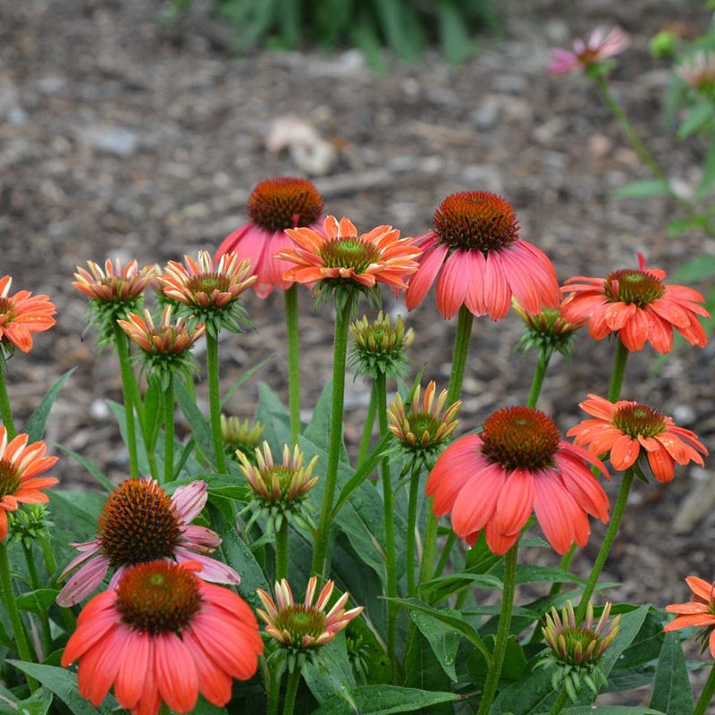 Sombrero Poco™ Hot Coral Echinacea - Image 2