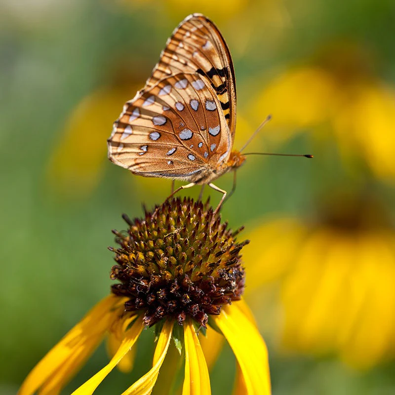 Yellow Coneflower - Image 2