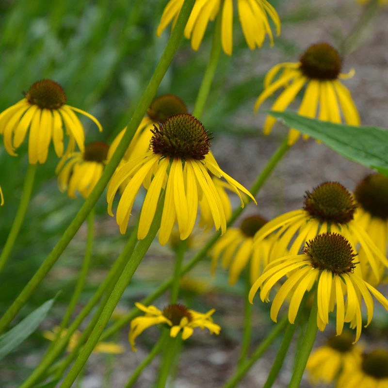 Yellow Coneflower - Image 3