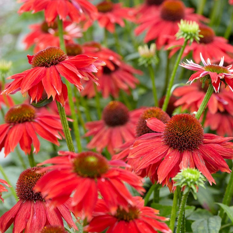 Sombrero™ Salsa Red Echinacea - Image 2