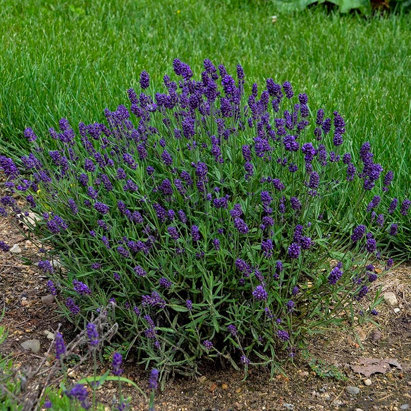Lavance Deep Purple English Lavender - Image 2