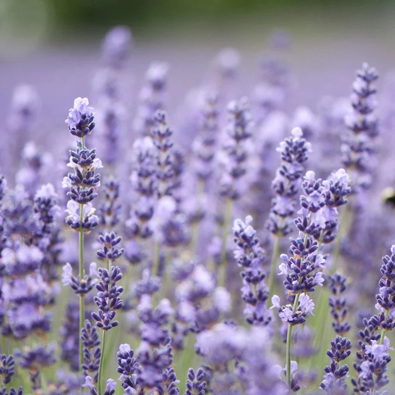 Royal Velvet English Lavender - Image 2
