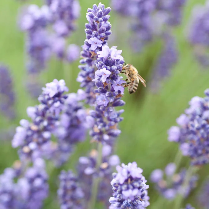 Royal Velvet English Lavender - Image 3