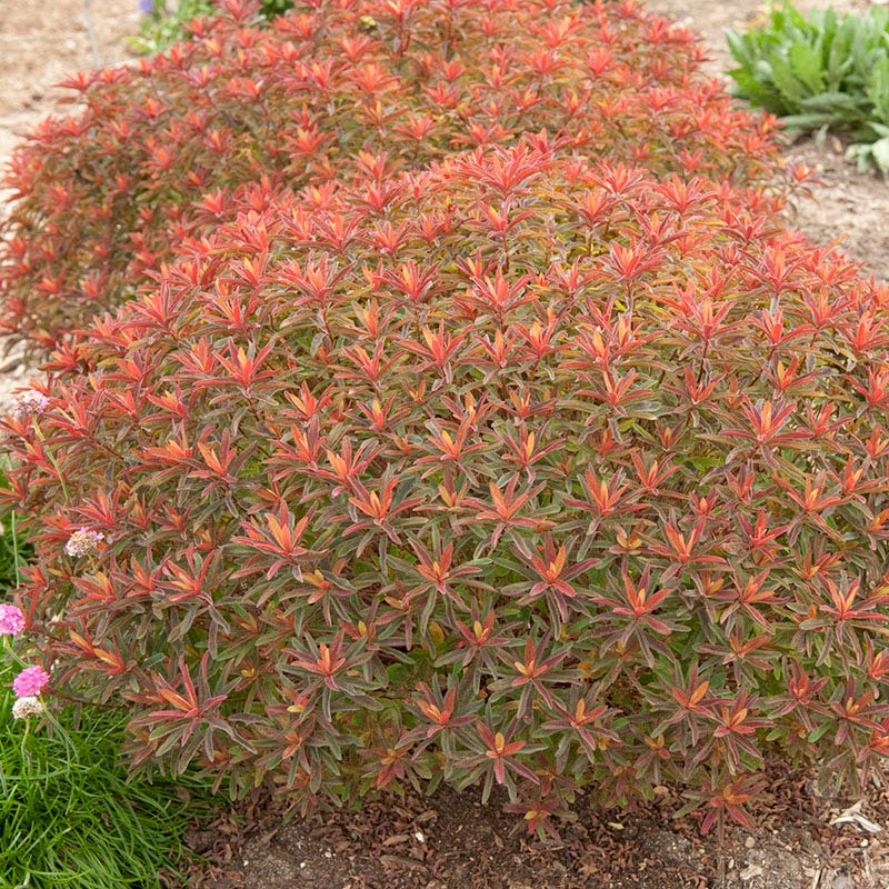 Bonfire Euphorbia - Image 4