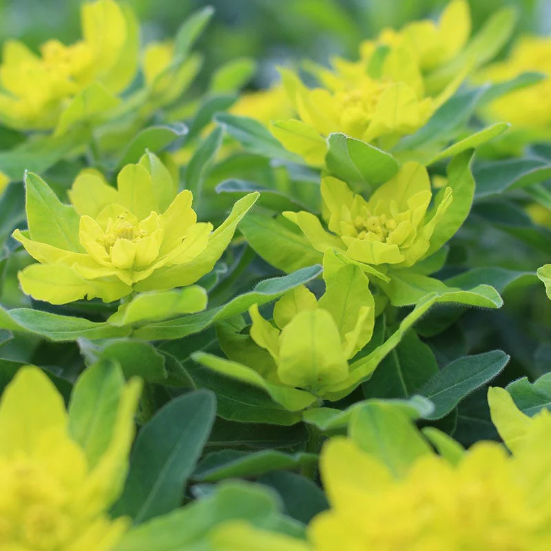 Euphorbia - Image 2