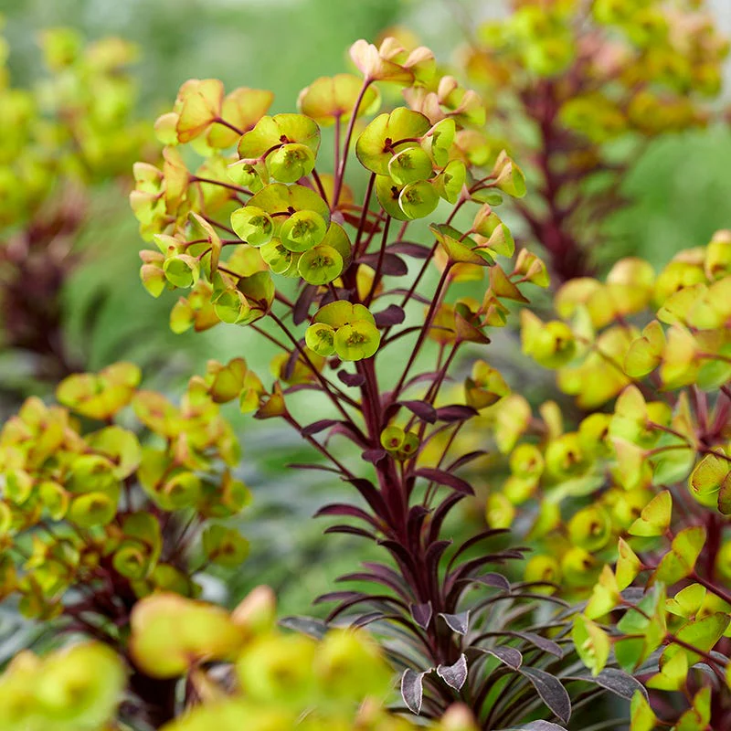 Miner's Merlot Euphorbia - Image 2