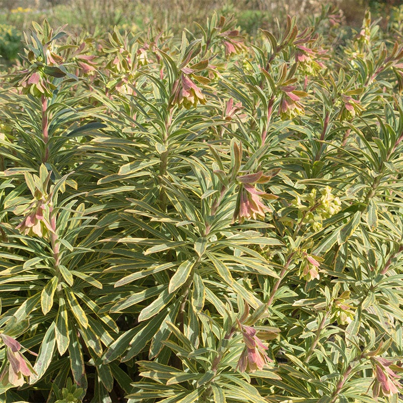 Ascot Rainbow Euphorbia - Image 3