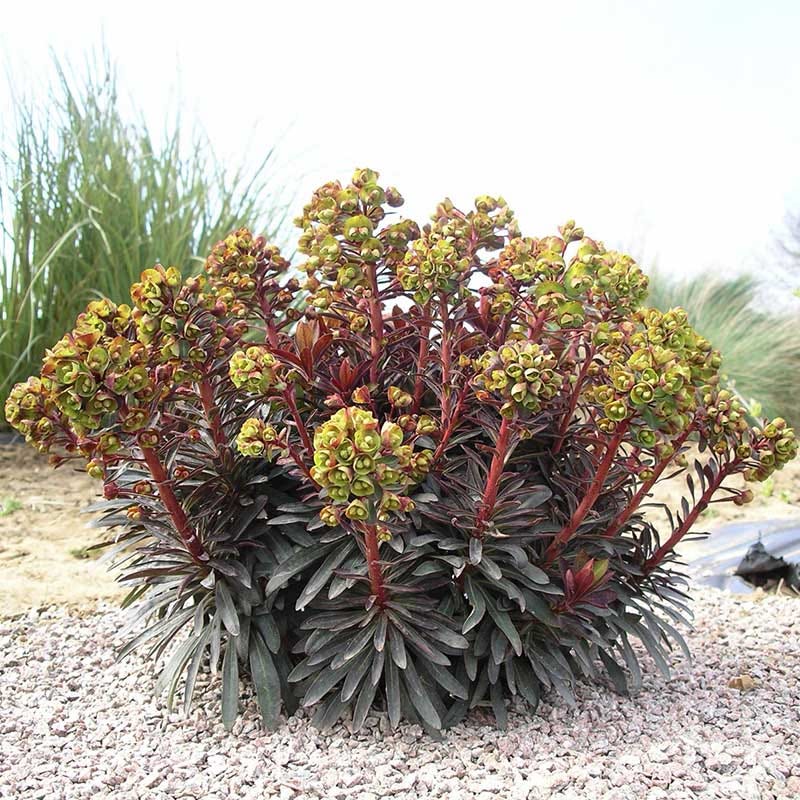 SAHARA™ Blackbird Euphorbia - Image 2