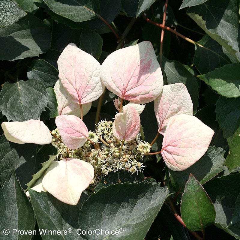 Rose Sensation® False Hydrangea Vine - Image 2