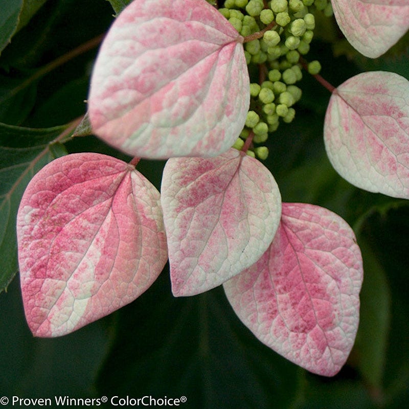 Rose Sensation® False Hydrangea Vine - Image 3