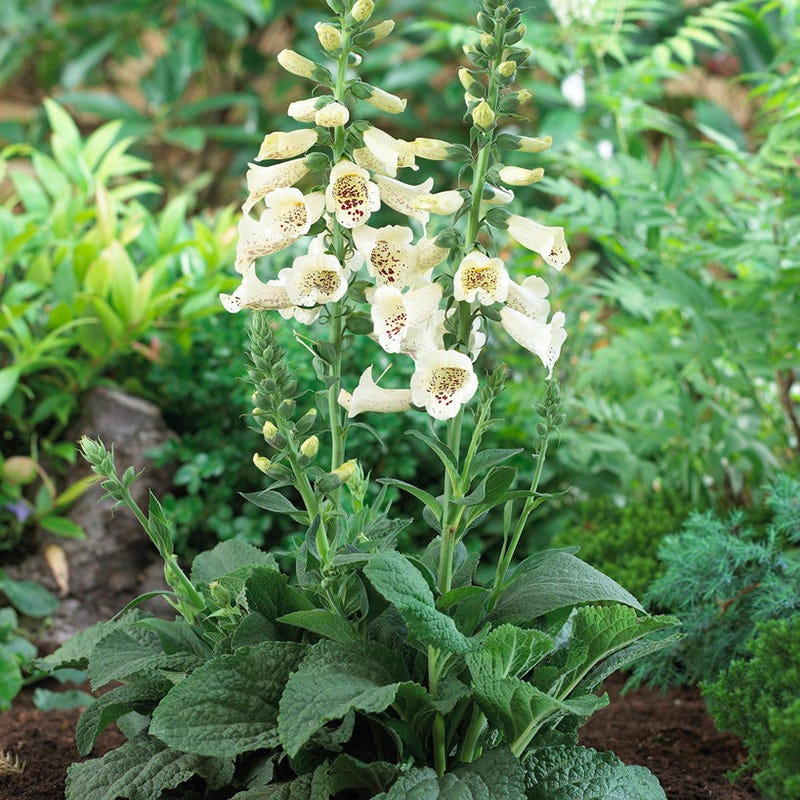 Camelot Cream Foxglove - Image 2