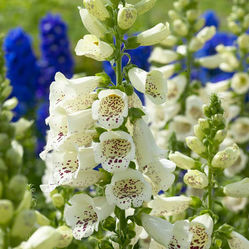 Camelot Cream Foxglove - Image 3