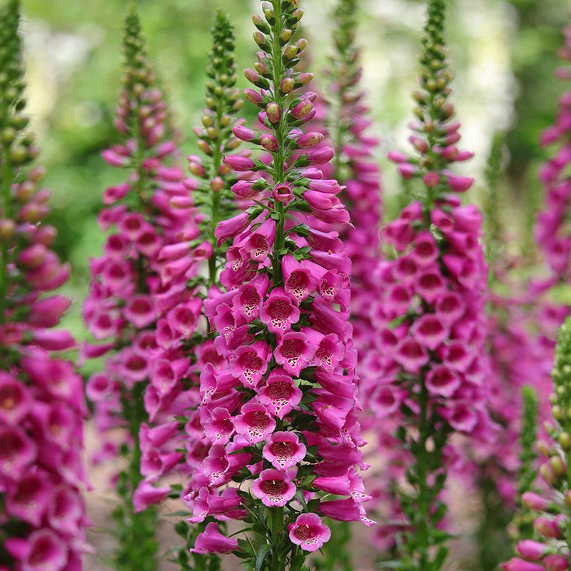 Candy Mountain Foxglove - Image 2