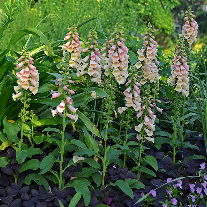 Dalmatian Peach Foxglove - Image 2