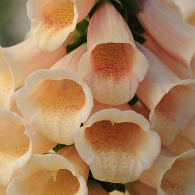 Foxglove Dalmation Peach - Image 2