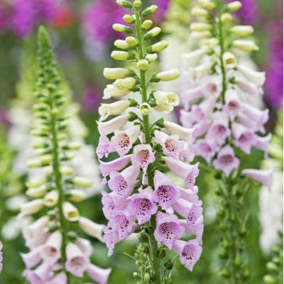 Dalmation Rose Foxglove - Image 3