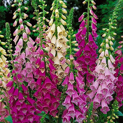 Foxy Hybrids Foxglove Mix - Image 3